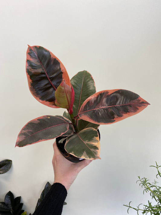 Ficus elastica ‘Ruby’ - Rubber Tree