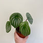 Peperomia argyreia - Watermelon peperomia