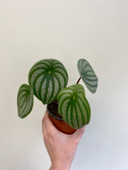 Peperomia argyreia - Watermelon peperomia