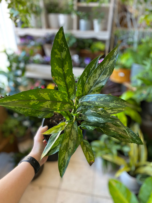 Aglaonema ‘Maria’ - Chinese Evergreen