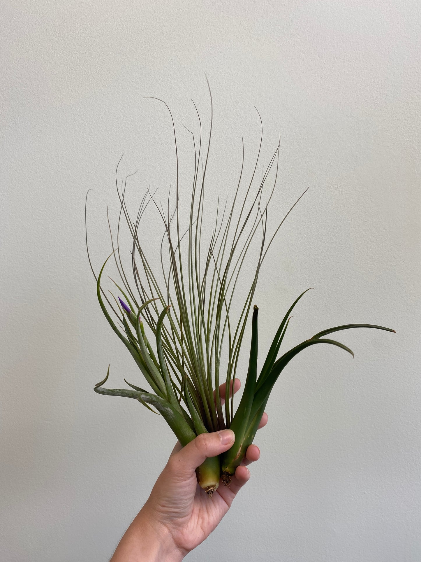 Airplants (Assorted)