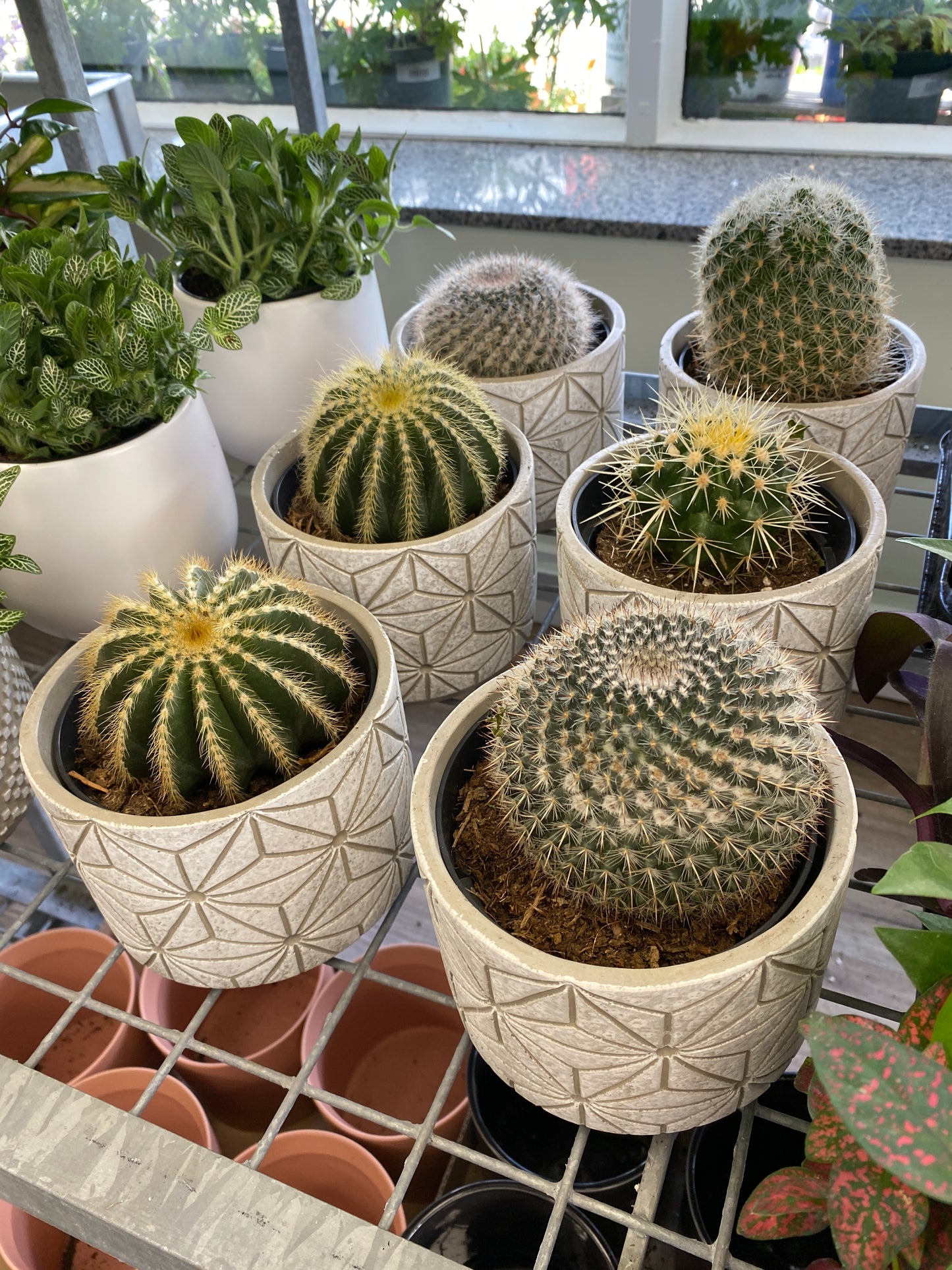 Cactus (Assorted)