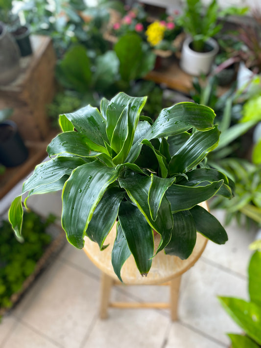 Dracaena ‘Dragon Dorado’