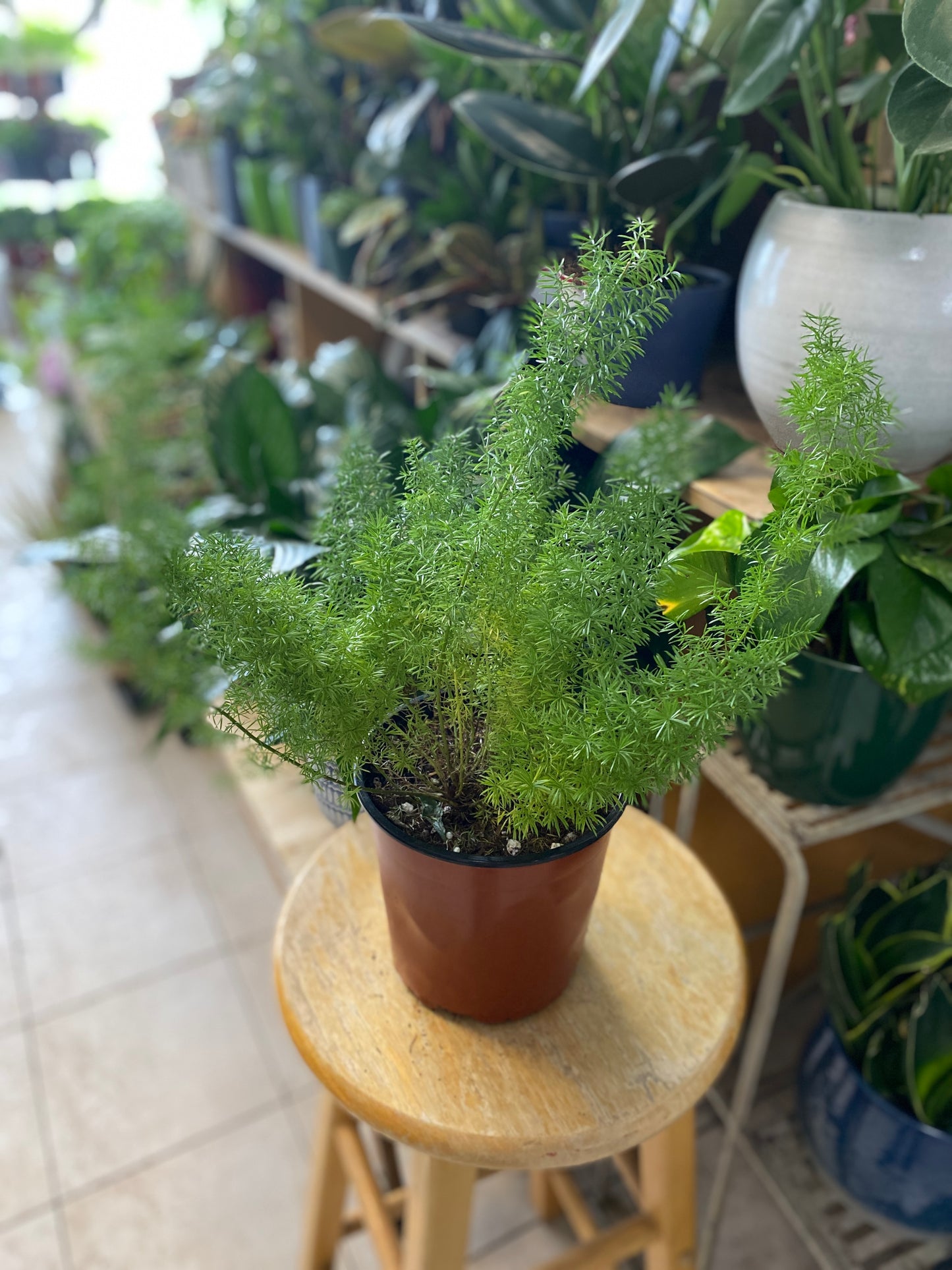 Asparagus densiflorus, Sprengerii fern - Foxtail Fern