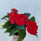 New Guinea Impatiens mixed colors
