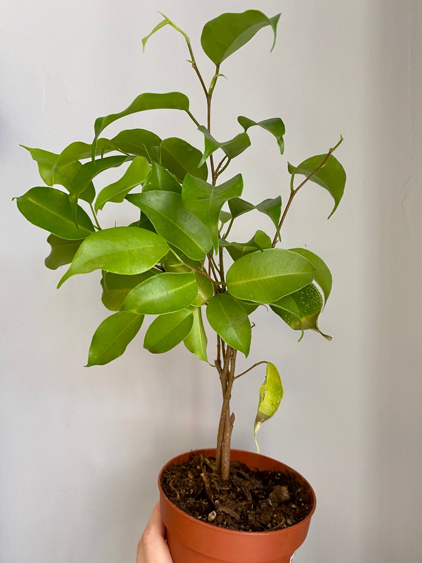 Ficus benjamina (Bush) - Weeping Fig