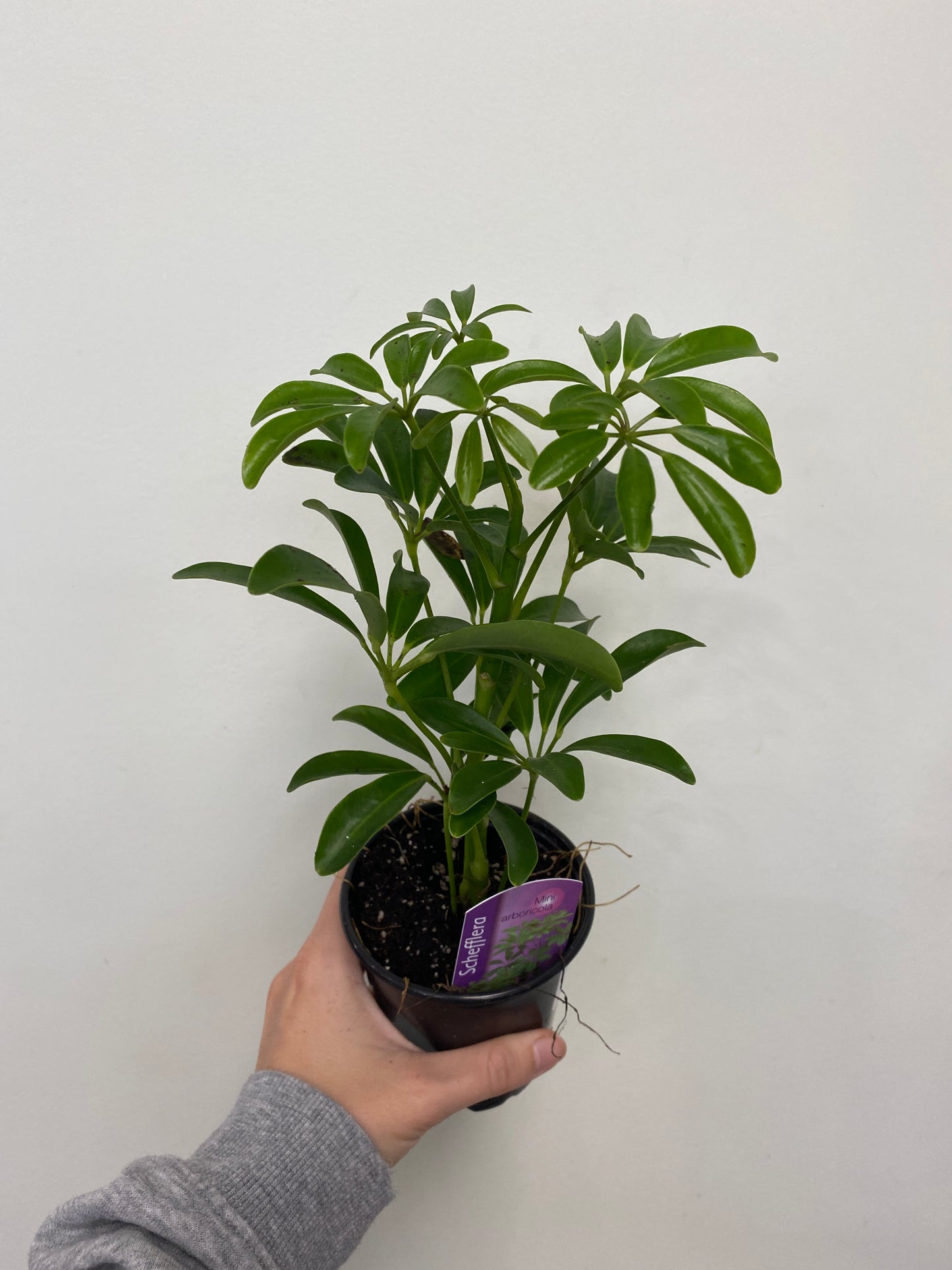 Schefflera arboricola - Mini Umbrella Tree