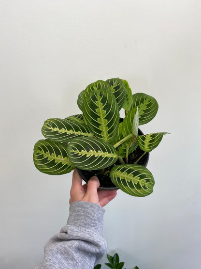 Maranta leuconeura - Prayer Plant