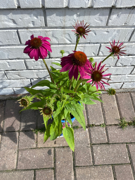 Coneflower - Echinacea purpurea 'Powwow Wildberry'