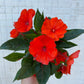 New Guinea Impatiens mixed colors