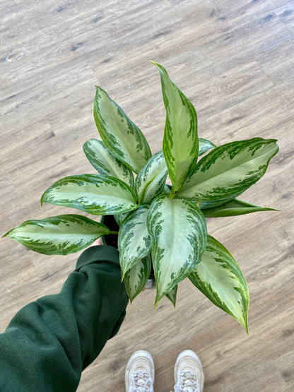 Aglaonema 'Silver Bay' - Chinese Evergreen