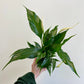 Spathiphyllum wallisii - Peace Lily
