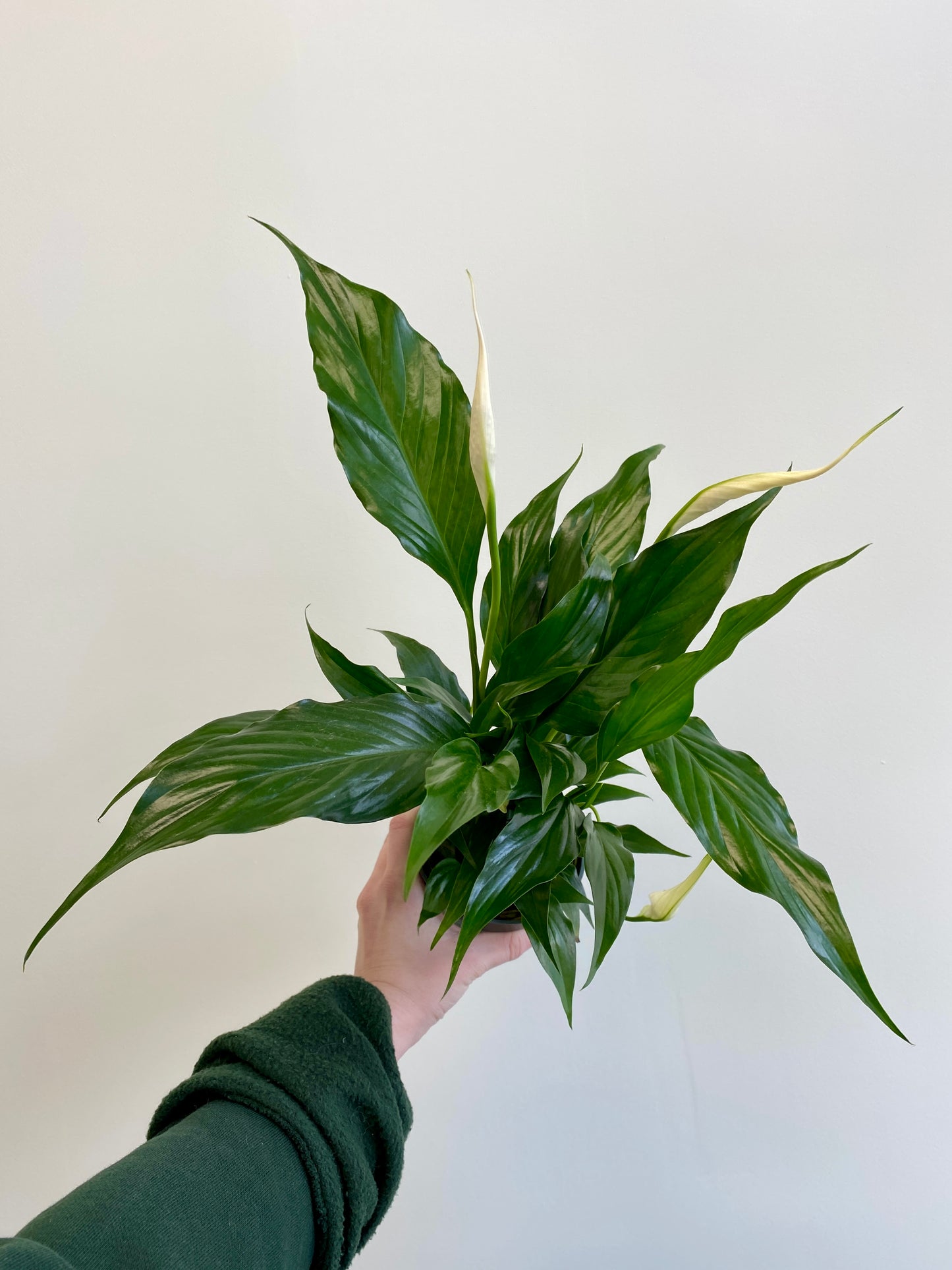 Spathiphyllum wallisii - Peace Lily