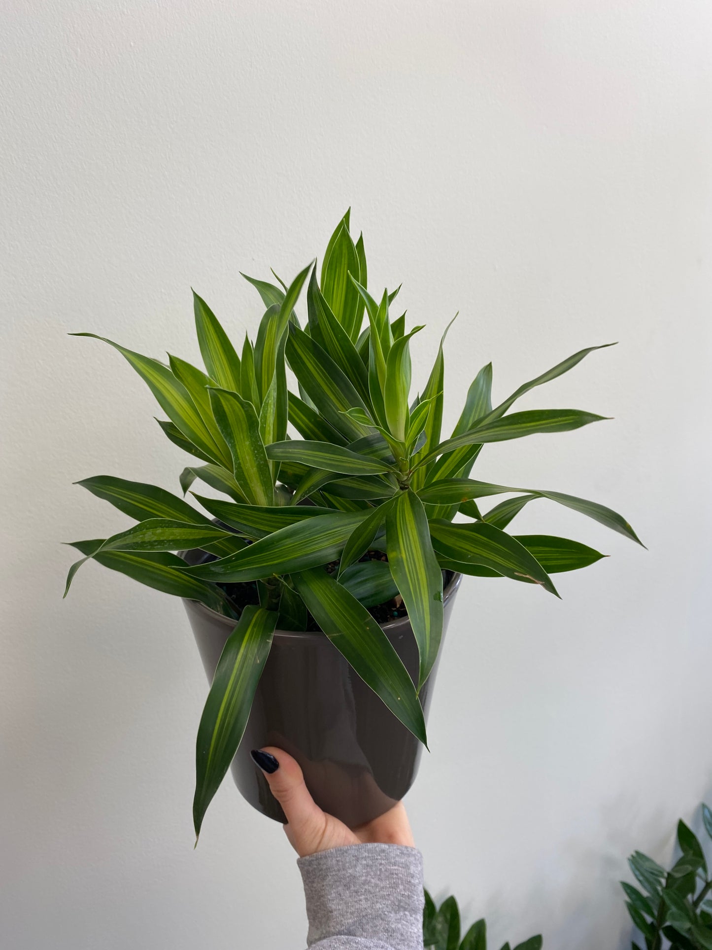 Dracaena reflexa 'Song of Jamaica'