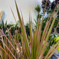 Dracaena marginata Braid