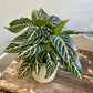 Aphelandra squarrosa - Zebra Plant