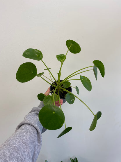 Pilea Peperomioides - Chinese Money Plant