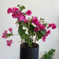 Bougainvillea