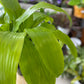 Dracaena ‘Limelight’