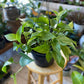 Epipremnum aureum - Pothos ‘Marble Queen’