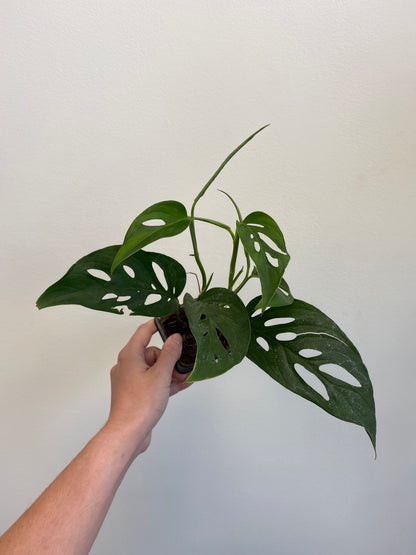 Monstera adansonii - Swiss Cheese Plant