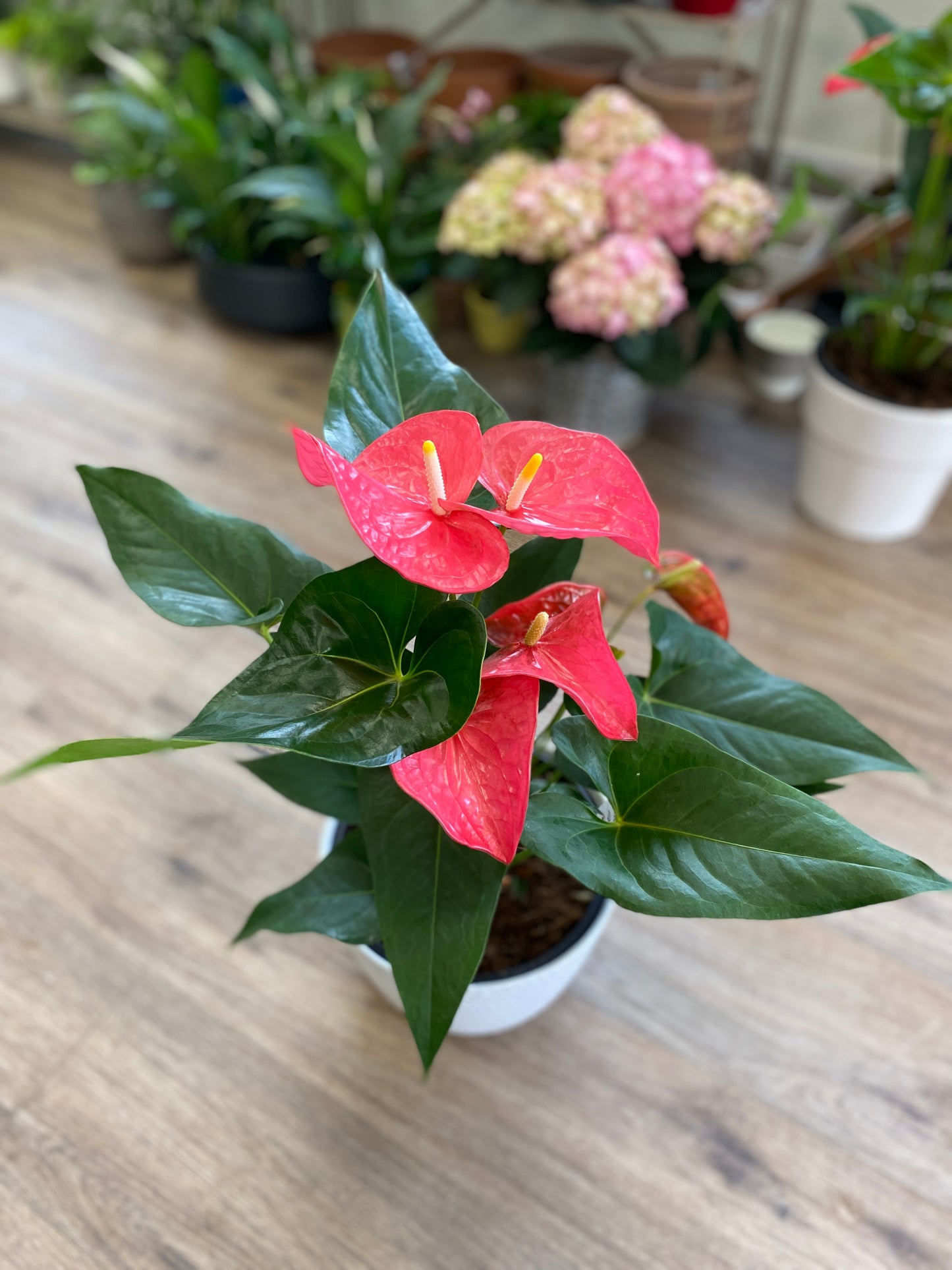 Anthurium