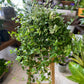 Tradescantia White