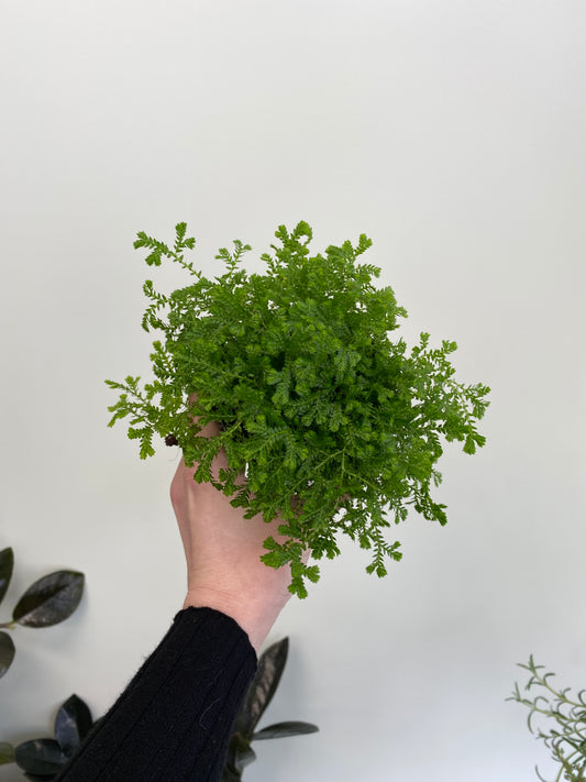 Selaginella willdenowii - Winter fern/Moss fern/Frosty fern