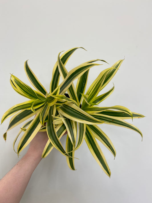 Dracaena reflexa 'Song of India'