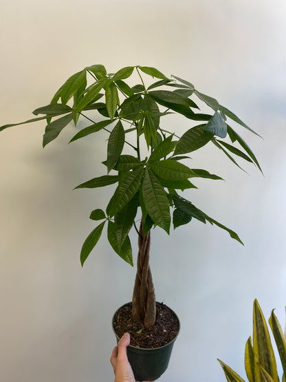 Pachira aquatica - Money Tree