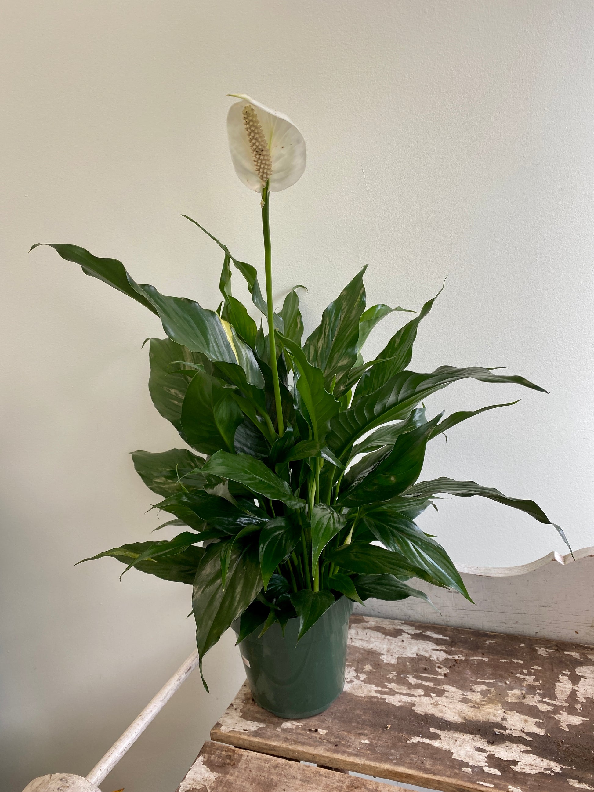 peace lily plant spathiphyllum clevelandii Spathiphyllum Wallisii