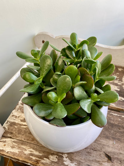 Crassula ovata - Jade