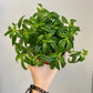 Nematanthus - Goldfish Plant