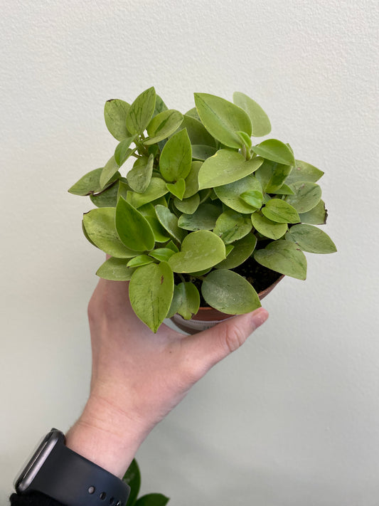 Peperomia orba 'Pixie Lime'