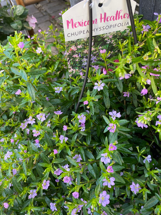 Mexican Heather - Cuphea hyssopifolia