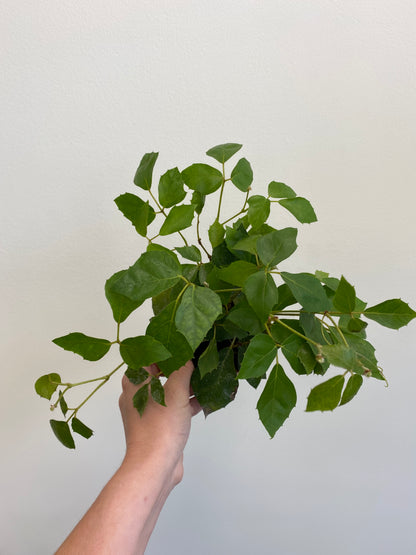 Cissus rhombifolia - Grape Leaf Ivy
