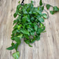 Epipremnum aureum - Pothos ‘Jade’