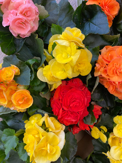 Begonia x hiemalis - Rieger Begonia