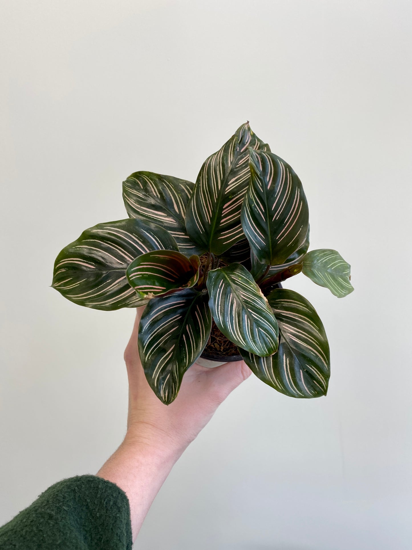 Calathea ornata - Pinstripe Calathea