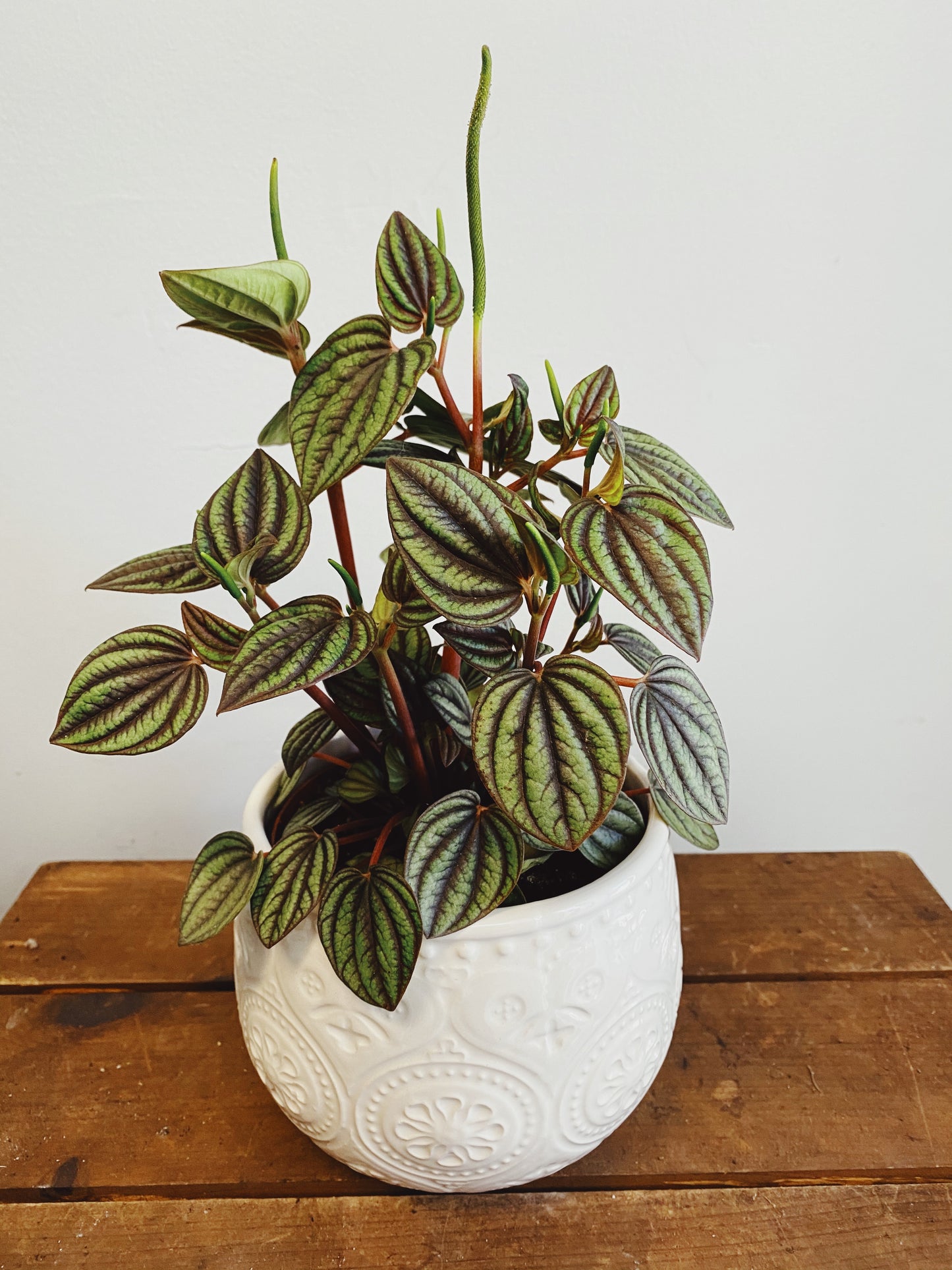 Peperomia albovittata 'Piccolo Banda'
