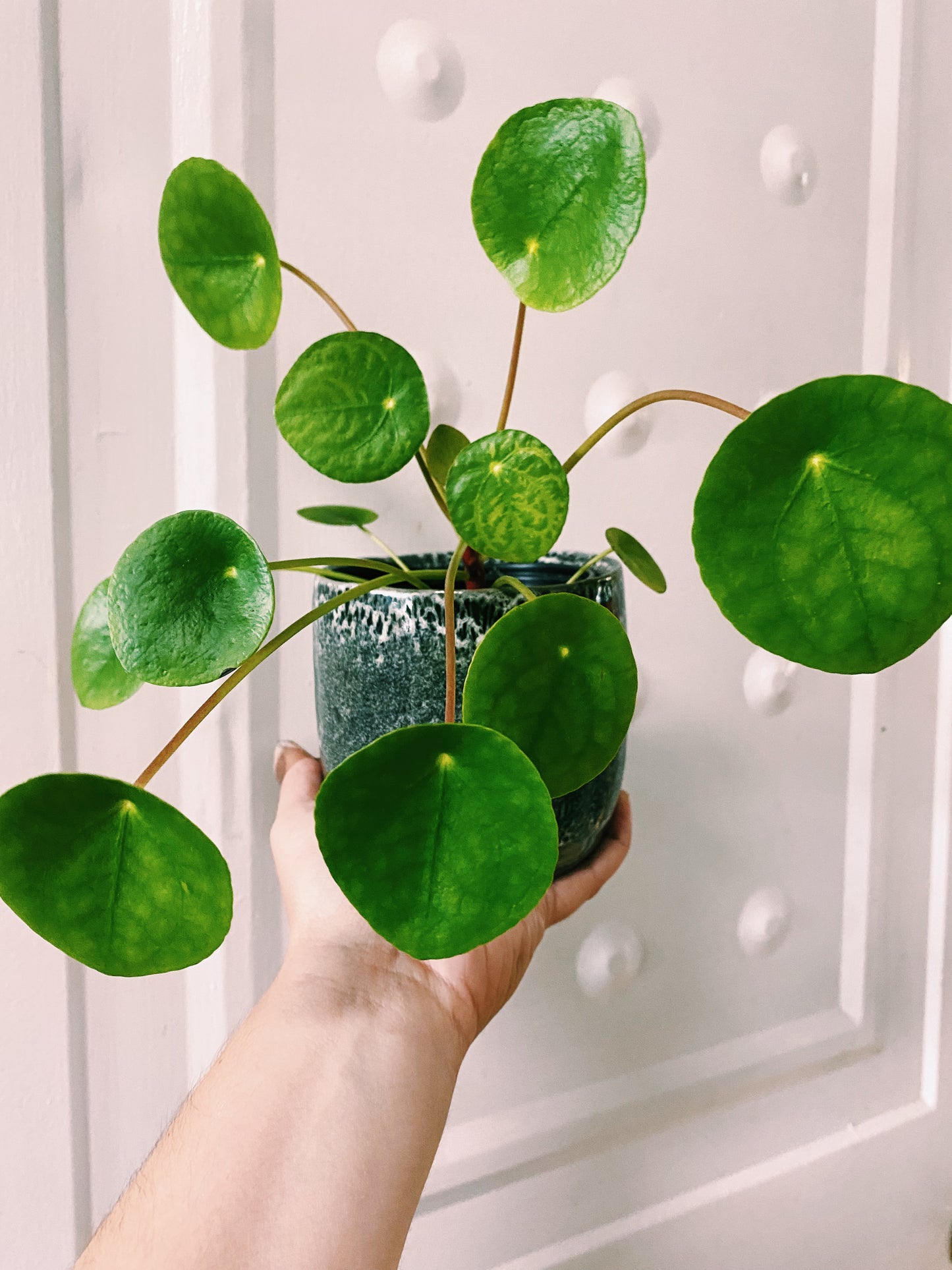 chinese money plant canada Pilea Peperomioides