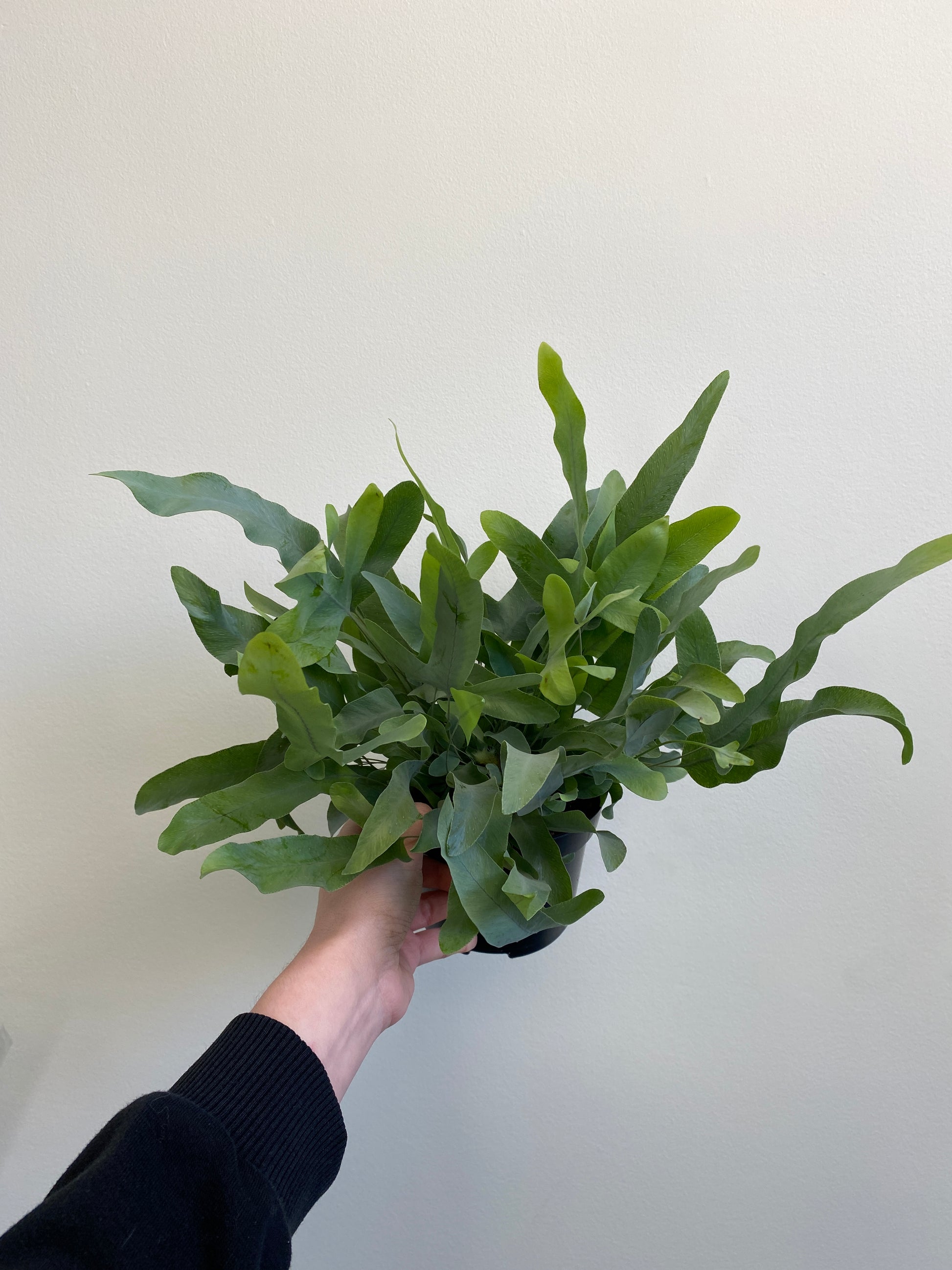 blue star fern wild Phlebodium aureum
