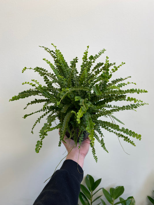 Pellaea rotundifolia - Button Fern