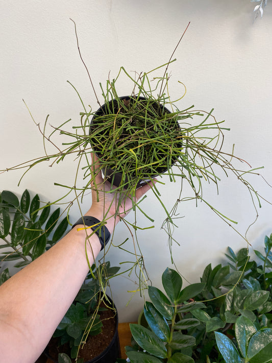 Hoya retusa