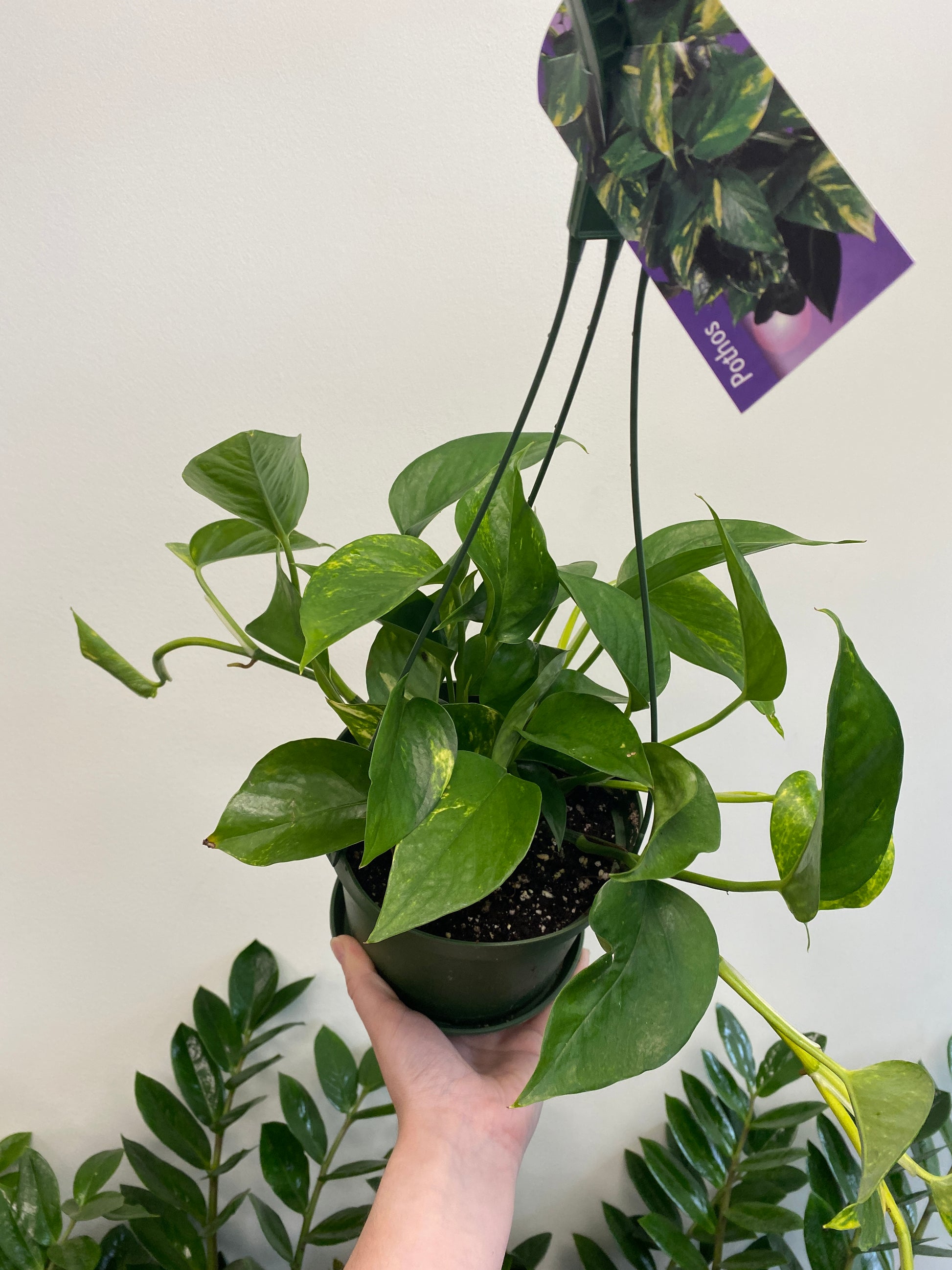 golden pothos flowering Epipremnum aureum