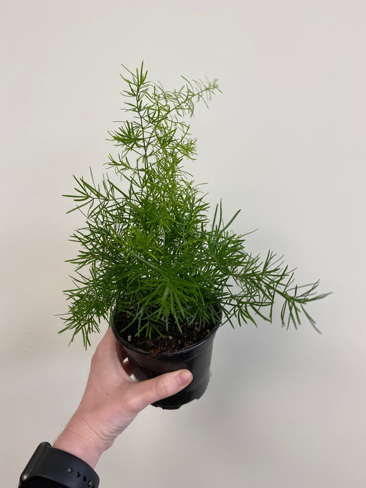 Asparagus Fern - Asparagus sp.