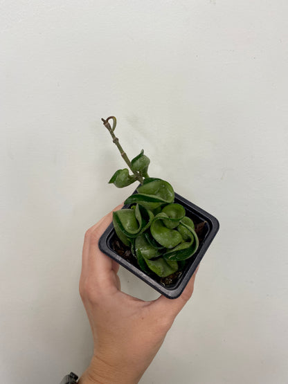Hoya carnosa ‘Compacta’ - Hindu Rope