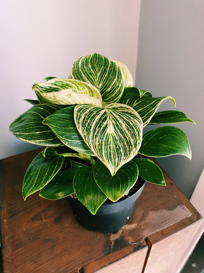 Philodendron Birkin