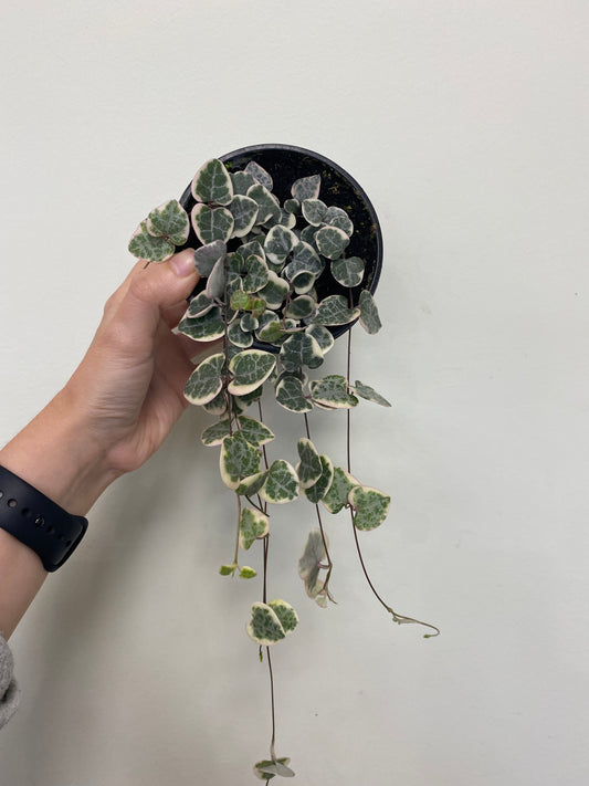 Ceropegia woodii - Variegated String of Hearts