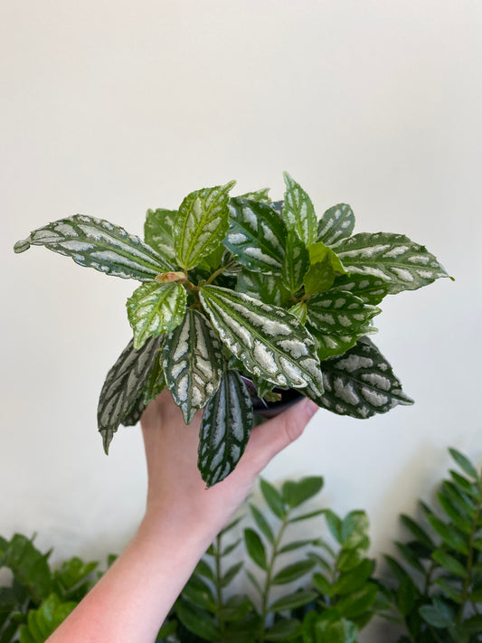 Pilea cadierei - Aluminum Plant
